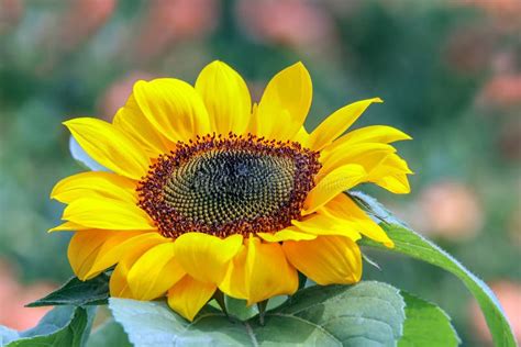 Vibrant Sunny Sunflower Facing The Sun In A Garden Stock Photo Image