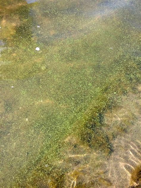Grass Clippings Harmful Algal Bloom Examples Utah Department Of