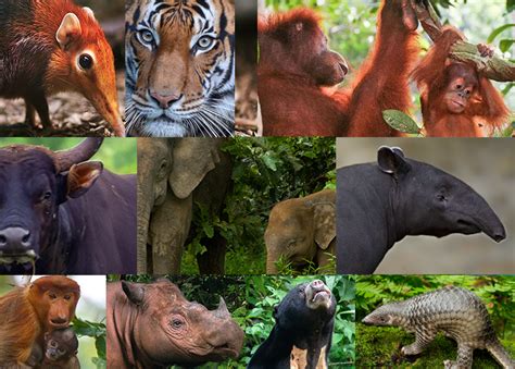 10 Endangered Animals In Malaysia Rs Eco Palm Sdn Bhd