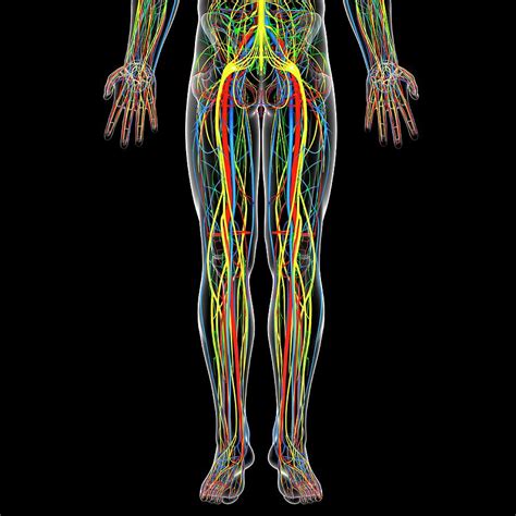 Part of axial skeleton because it's not appendicular. Lower Body Anatomy Photograph by Pixologicstudio/science Photo Library