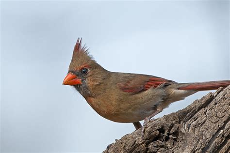 Female Northern Cardinal Photograph By Bonnie Barry Pixels