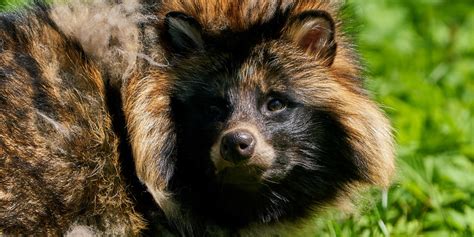Invasion Of The Raccoon Dog