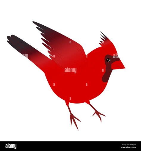 Red Cardinal Bird Vector Illustration Of Christmas Red Cardinal Bird