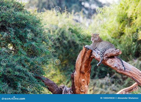 Leopard On A Tree Stock Photo Image Of Park Wildlife 180049830