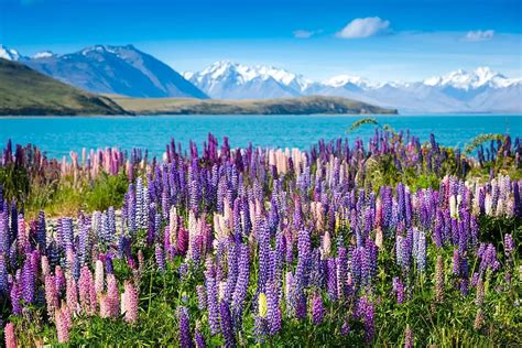 Ake Tekapo New Zealand Lupines Blossoms Landscape Sky Flowers