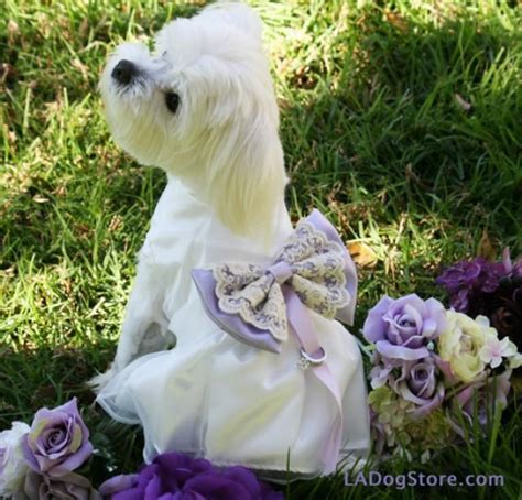 Lilac Wedding Dog Dress Dog Ring Bearer Lilac Pet Wedding Accessory