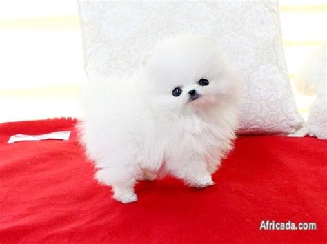 Pitbull puppies for sale r 2,000. TEA CUP POMERANIAN PUPPIES AVAILABLE | Dogs / Puppies for ...