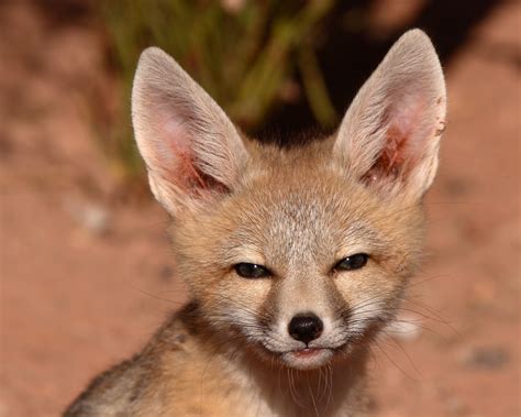 San Joaquin Kit Fox Wildlife Heritage Foundation