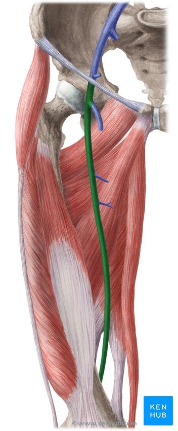 It rises up the medial side of the leg, moving anteriorly to the medial malleolus, and posteriorly to the medial condyle at the knee joint. Veins of the Lower Limb - Anatomy | Kenhub