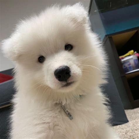 Weeklypaper Registered Samoyed Puppies For Adoption