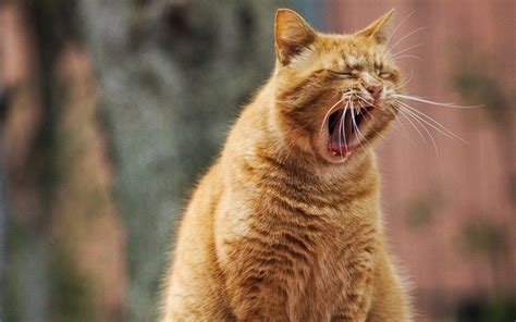 Cats Yowling At Night Why And How To Stop Them Buzz This Viral