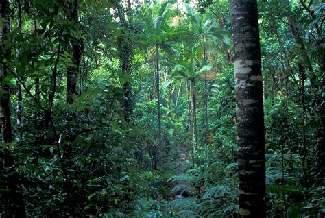 Australian Rain Forest Rain Forest Of North Queensland Au Flickr