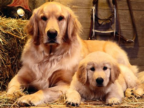 Most Popular Dog Breeds in India | Pets World
