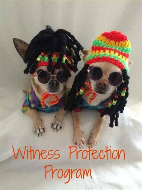 verse 1 inu hun jyatta, inu hun jyatta inu hunzuke chattara pecchanko? Pin by Heather Hotchkiss on Chihuahuas | Dog halloween ...