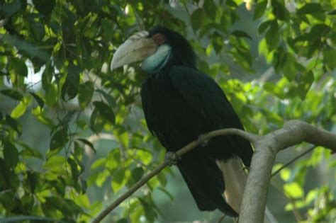 Karena sulitnya menghasilkan anakan jenis ini maka tak heran. Gambar Burung Enggang Hitam Putih - Gambar Burung