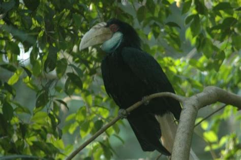 Sebuah lukisan biasanya didasarkan pada corak, gaya, teknik, bahan, dan alat karya. Gambar Burung Enggang Hitam Putih - Gambar Burung