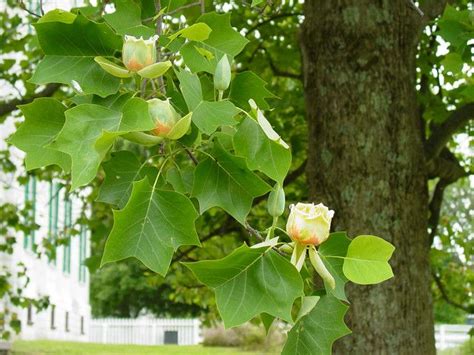 What Is The State Tree Of Kentucky Clashing Pride