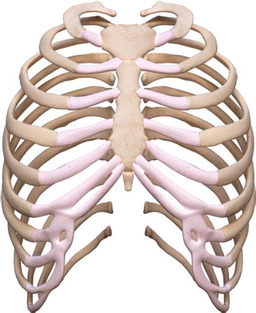 Rib Cage Png Rib Cage Transparent Clipart Large Size Png Image PikPng