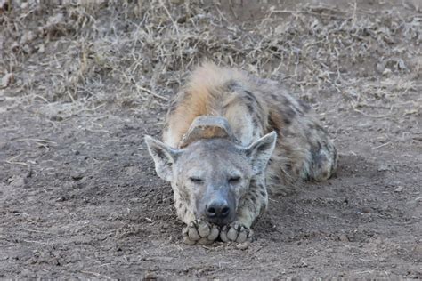 Notes From Kenya Msu Hyena Research November 2013