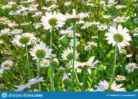 Beautiful Nature Background Meadow Of Wild Camomile Flowers Stock