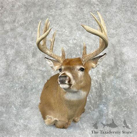 Whitetail Deer Shoulder Mount For Sale 26934 The Taxidermy Store