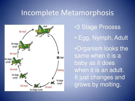 Complete And Incomplete Metamorphosis Worksheet