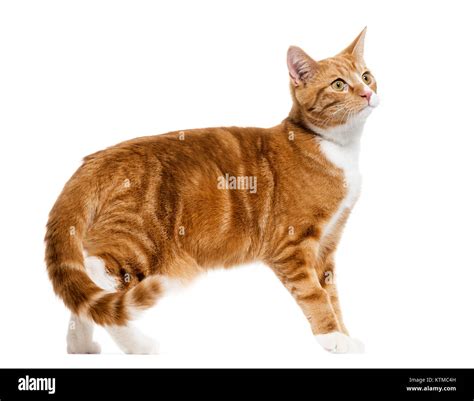 Mixed Breed Kitten Orange Tabby Cat 81021 Nama Untuk