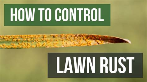 How To Control Lawn Rust 4 Easy Steps Youtube