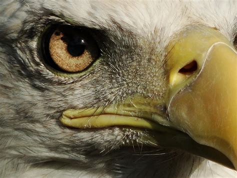 Bald Eagle Eye Photograph By Liz Vernand Pixels
