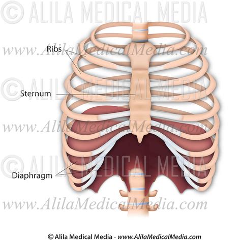 Anatomy Of Diaphragm