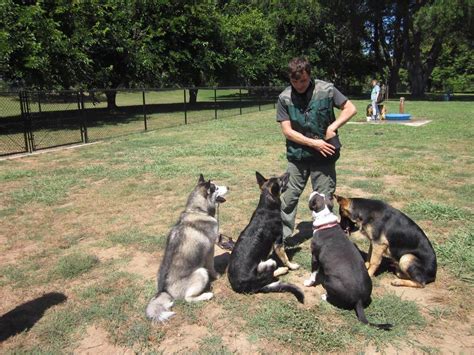 Training A Dog Agility Dog Training Obedience Dog Training
