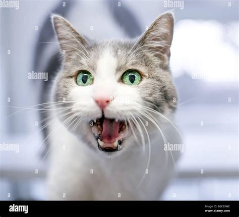 Grey Cat Mouth Open Hi Res Stock Photography And Images Alamy