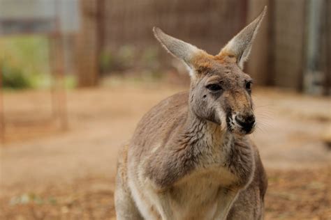 Red Kangaroo Perth Zoo