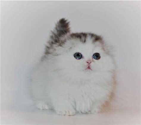Use the search tool below and browse adoptable munchkins! Munchkin kittens for sale - Toledo Cats for Sale or ...