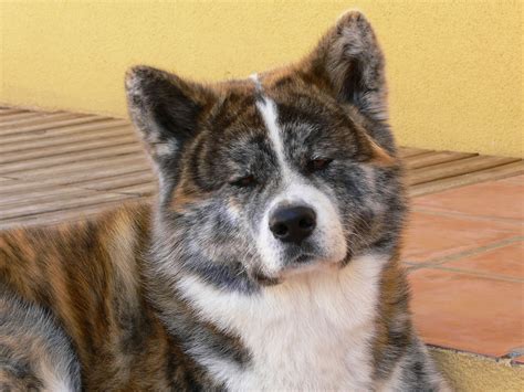 Akita Inu Leal Reservado Y Silencioso Compañero Oriental Información