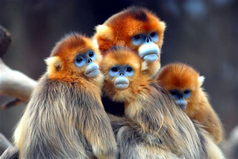 Golden Snub Nosed Monkey Full Hd Wallpaper And Achtergrond 2500x1674