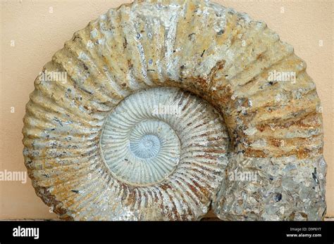 Ammonite Fossile Stock Photo Alamy