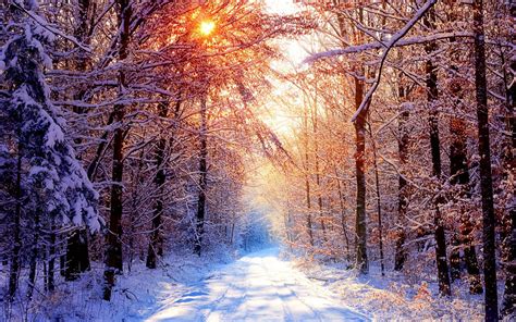 Sfondi Luce Del Sole Foresta Natura La Neve Inverno Ramo Brina