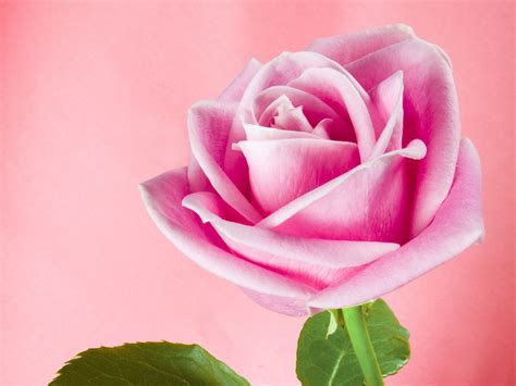 Pretty Pink Roses Wallpaper Pink Color Photo 34590751 Fanpop