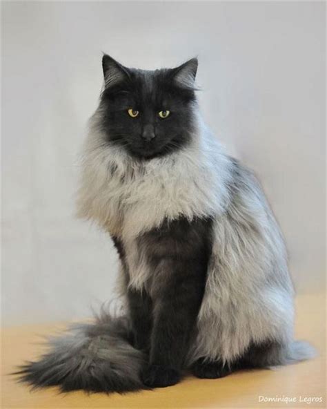 Maine coon cats are very popular at the moment, and with good reason. 20+ Best Amazing Pictures Of Maine Coon Cat | FallinPets
