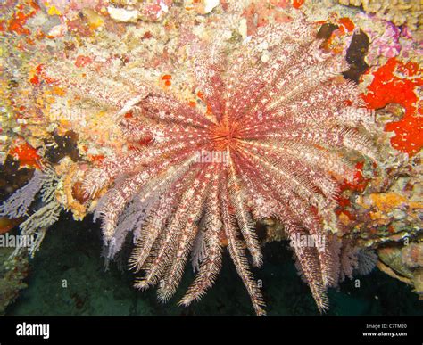 Underwater Crinoid Feather Star Hi Res Stock Photography And Images Alamy