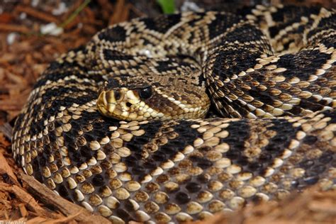 Eastern Diamondback Rattlesnake Snakes Photo 4733173 Fanpop