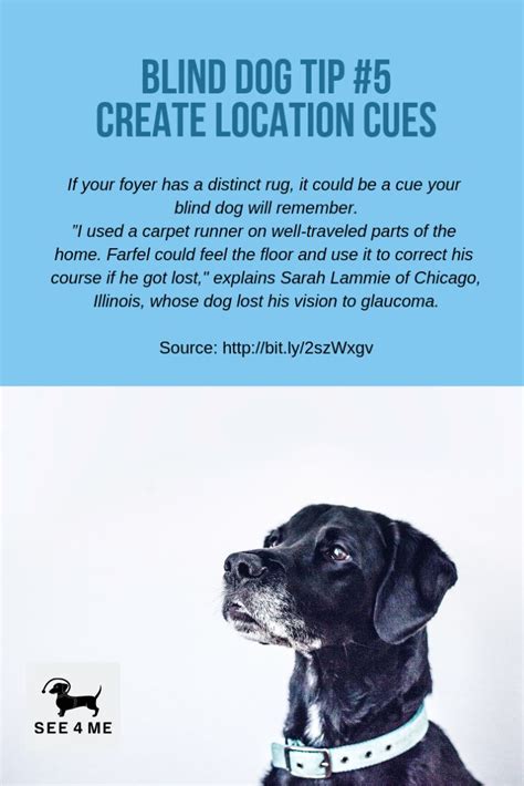 Have A Blind Dog We Offer Lots Of Tips On How To Care For Your Blind