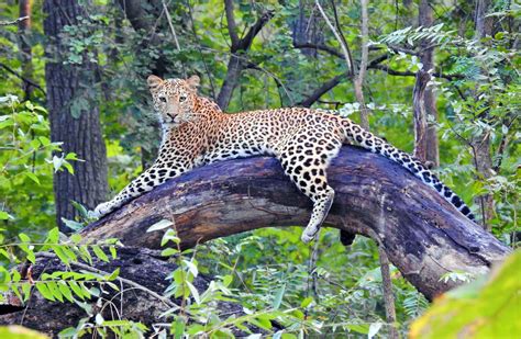 Leopards In Satpura Leopard Safari In Satpura