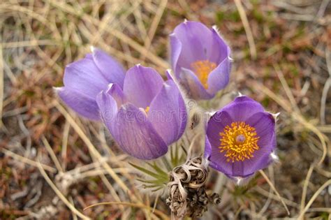 Arctic Crocus Stock Image Image Of Northwest Canada 93770789