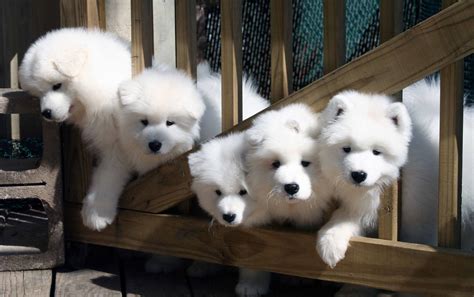 Use the search tool below and browse adoptable samoyeds! Samoyed Dog - All Big Dog Breeds