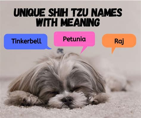 Whats In A Name 20 Unique Shih Tzu Names With Meaning