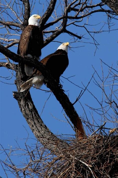 Free Picture Pair Bald Eagles Branch