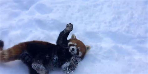 Just Some Adorable Red Pandas Frolicking In The Snow Indy100 Indy100