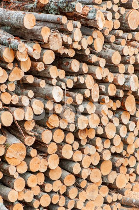 Many Stacked Wood Logs Outdoors Storage Stock Photo Royalty Free